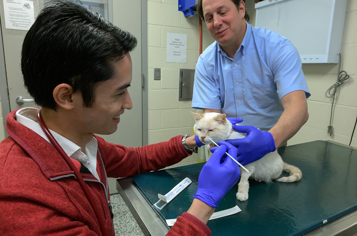 Genetic Test Spots Early Kidney Disease in Cats