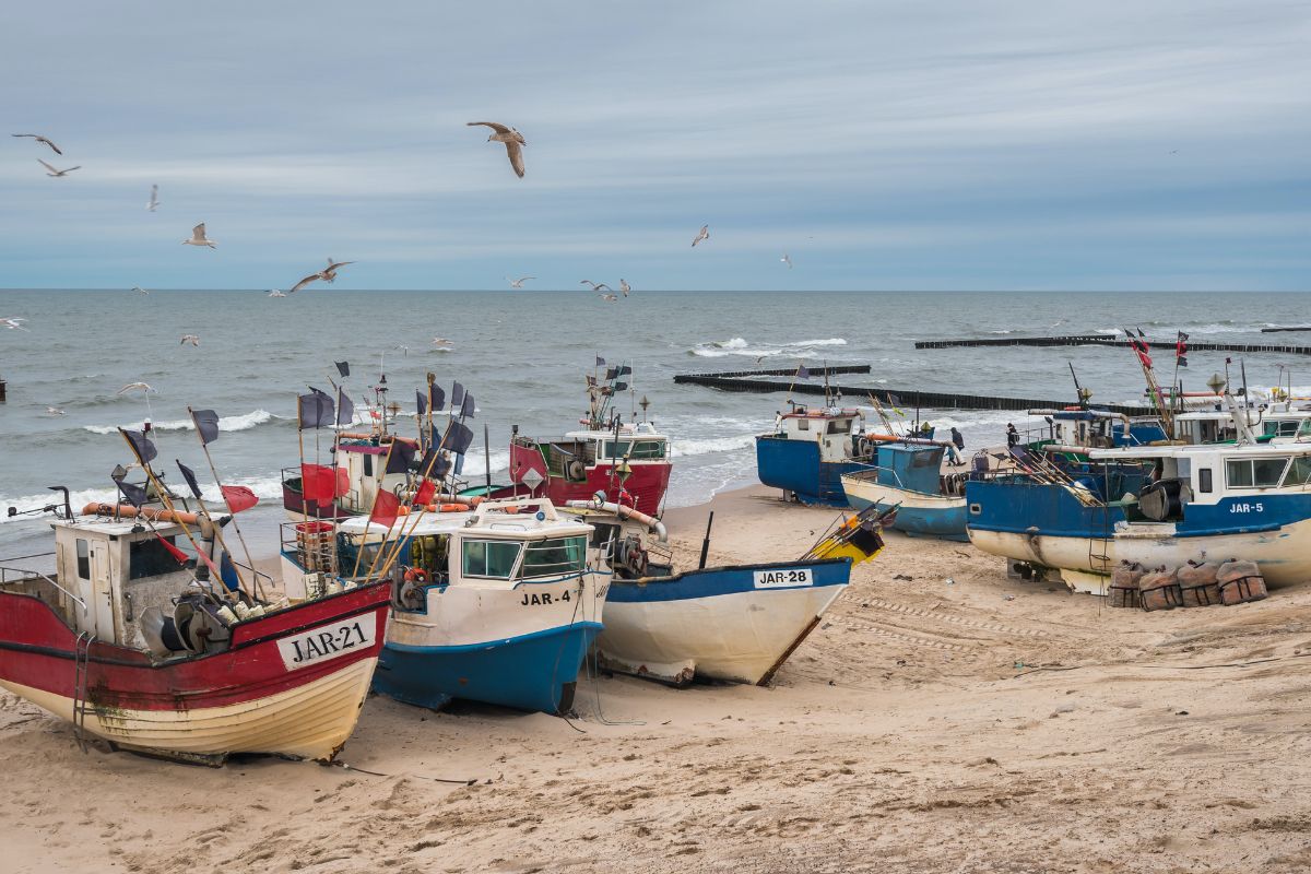 Halving in size of Baltic cod a lesson in long-term risks of overfishing