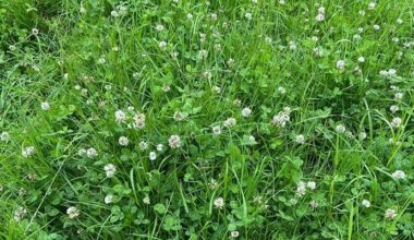 Clover increases suckler cattle growth rates