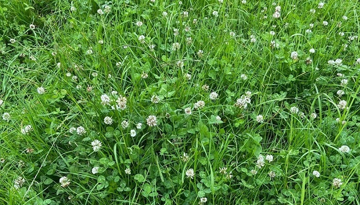 Clover increases suckler cattle growth rates