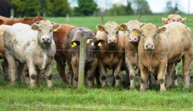 The role of the CBV in the suckler beef sector