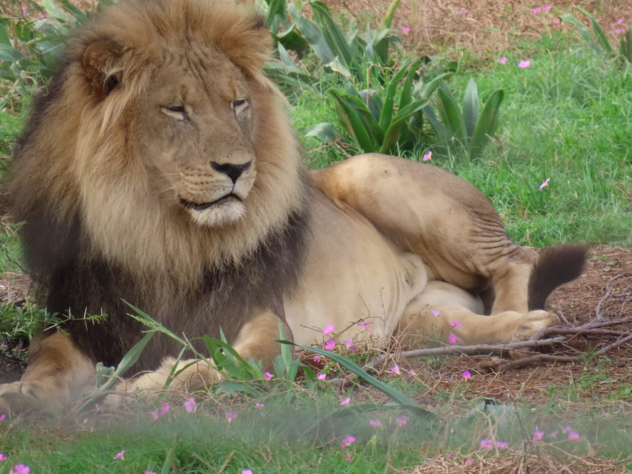 Addo