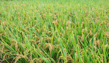 Malaysia scientists hopeful government will reform laws to open the way for sustainable gene-edited rice