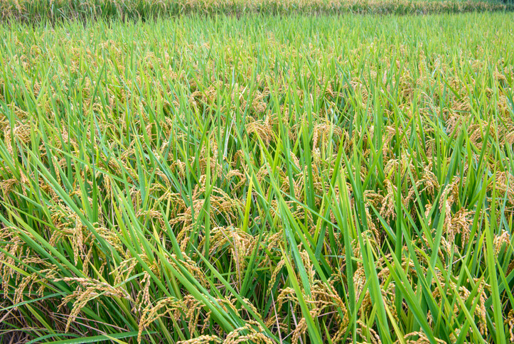 Malaysia scientists hopeful government will reform laws to open the way for sustainable gene-edited rice