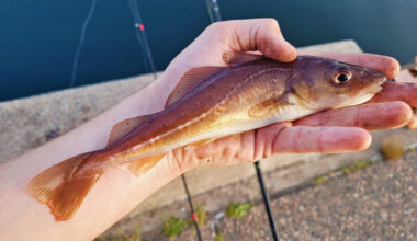 An Atlantic cod (Gadus morhua).