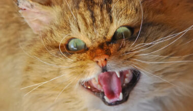 Yahoo lifestyle home