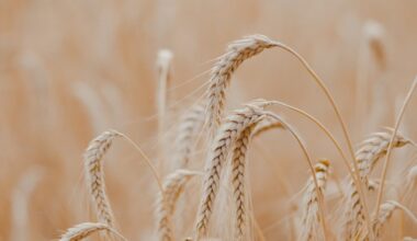Chinese scientists map genetic resistance to wheat "cancer"