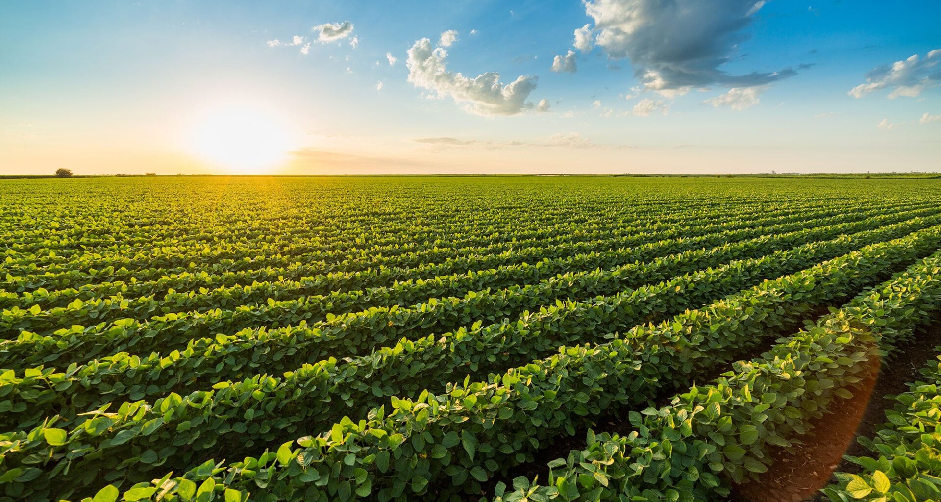 Bayer debuts 43 new DEKALB, Asgrow products for 2026