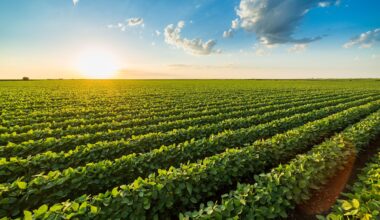 Bayer debuts 43 new DEKALB, Asgrow products for 2026