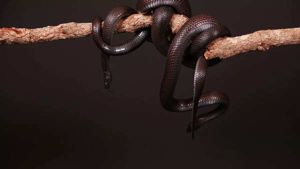 Black Viper