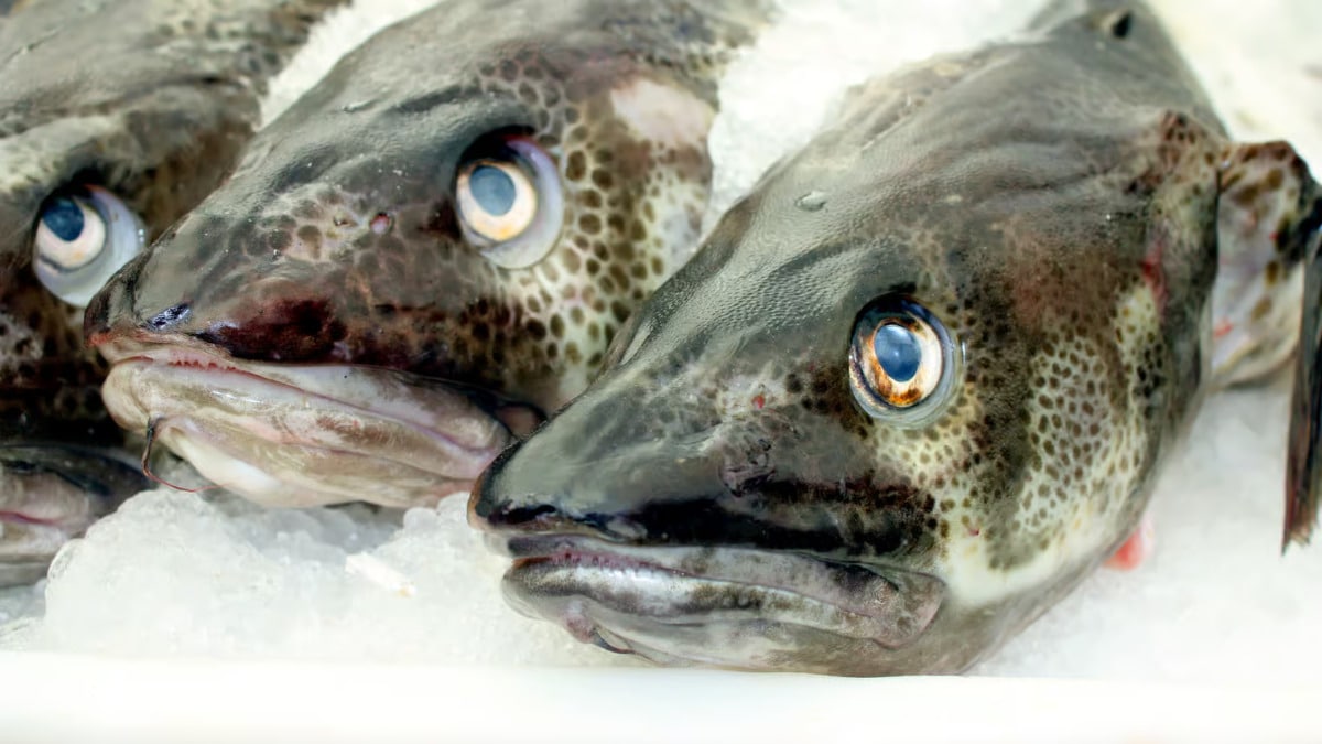 cod
