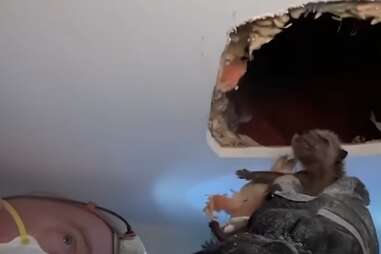 babies in the ceiling
