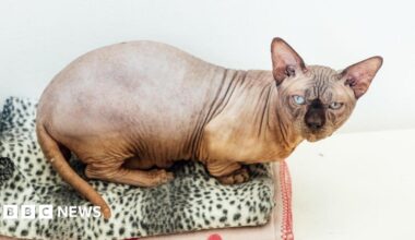 A hairless cat with short legs, a chubby tail, wrinkly face and different coloured eyes.