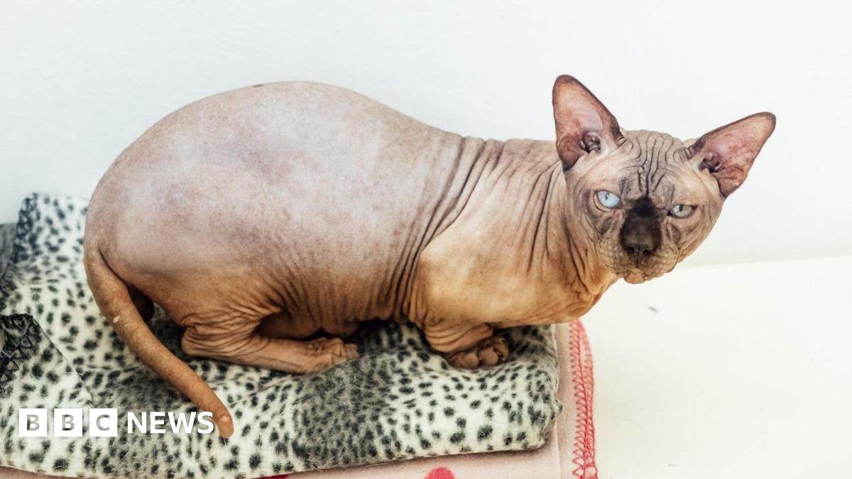 A hairless cat with short legs, a chubby tail, wrinkly face and different coloured eyes.
