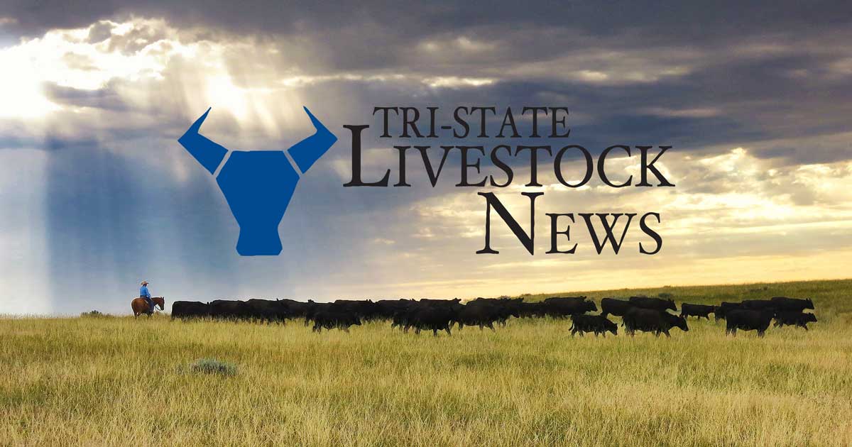 United States Cattle Inventory Report