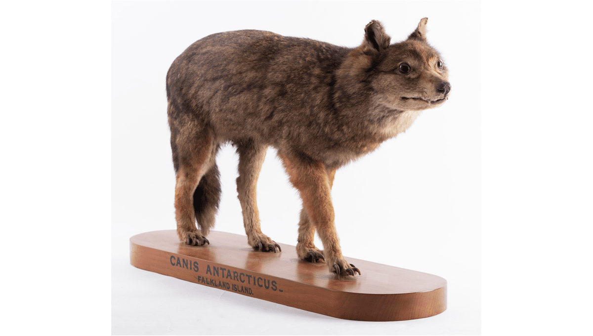 The Falkland Islands Wolf: In 1876, Humans Drove A Canid To Extinction For The First Time