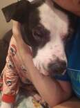 Dog Returned To Shelter 5 Times Has Waited So Long To Be Loved