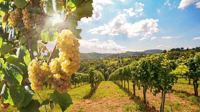 How Genomics Is Changing the Way We Grow Wine Grapes