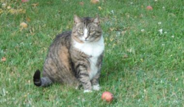 Hili dialogue – Why Evolution Is True