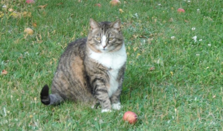 Hili dialogue – Why Evolution Is True