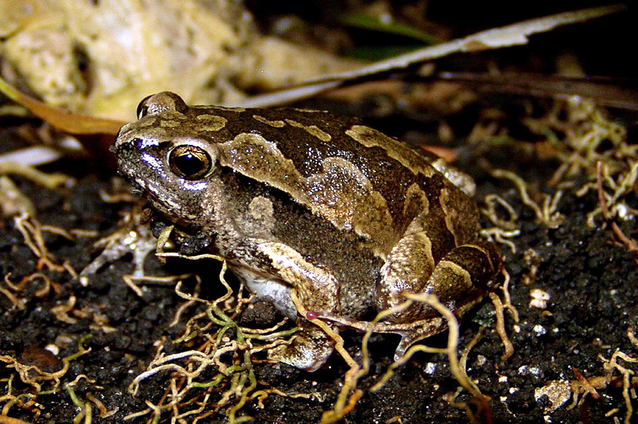 The researchers say the large-scale deforestation has meant the tree-living truncate-toed chorus frog females have to approach breeding males by traversing open fields, where they get ambushed by the males of the ground frogs (K. picta), shown here, leading to an infertile hybrid.
