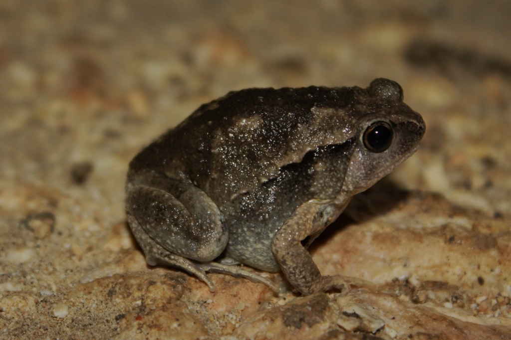 The slender-toed chorus frog is a ground-dwelling frog that lives in burrows. Unlike a tree frog, it does not have expanded toes.