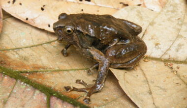The truncate-toed chorus frog is a tree-dwelling species endemic to the Philippines with four recognized subspecies. They have expanded toe discs, called pads, on their toes.