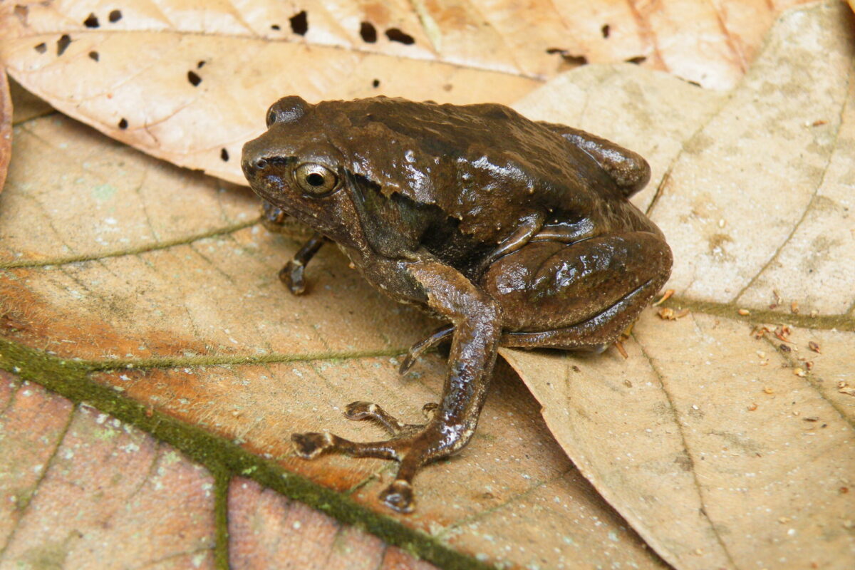 The truncate-toed chorus frog is a tree-dwelling species endemic to the Philippines with four recognized subspecies. They have expanded toe discs, called pads, on their toes.