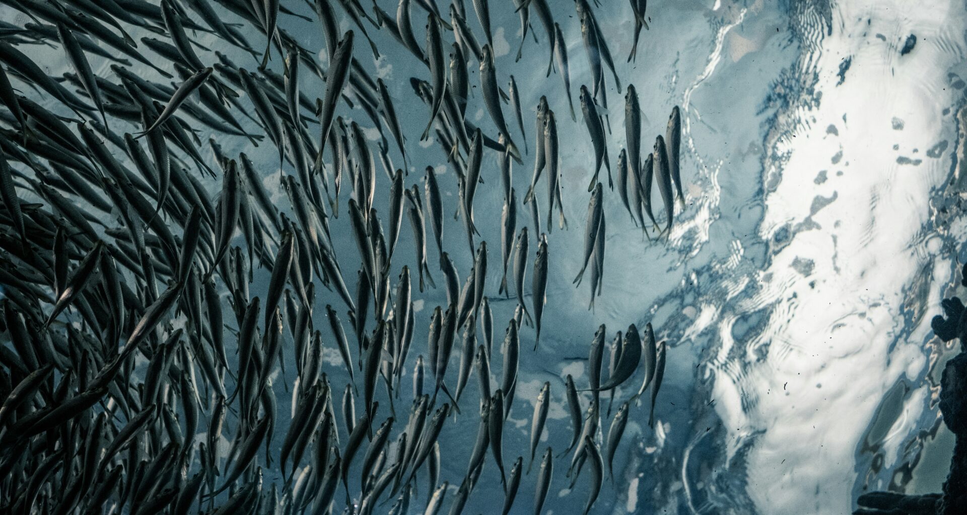 The Franken Salmon Is Dead in the Water but Other GM Animals Thrive