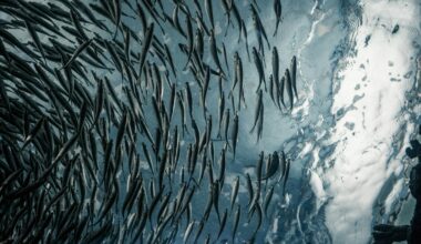 The Franken Salmon Is Dead in the Water but Other GM Animals Thrive
