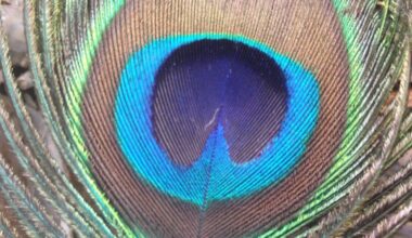 Eyespot on a peacock's train feather