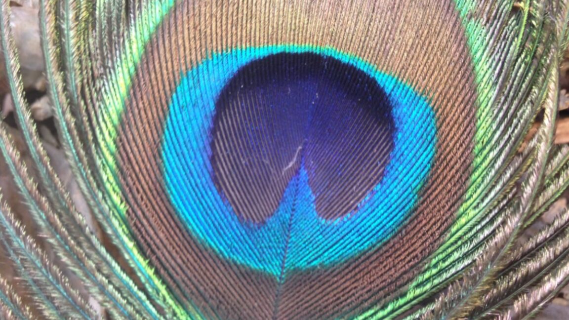 Eyespot on a peacock's train feather