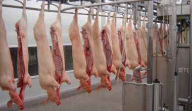 EU Short-term Outlook: stable pigmeat demand, declining exports - Swine news