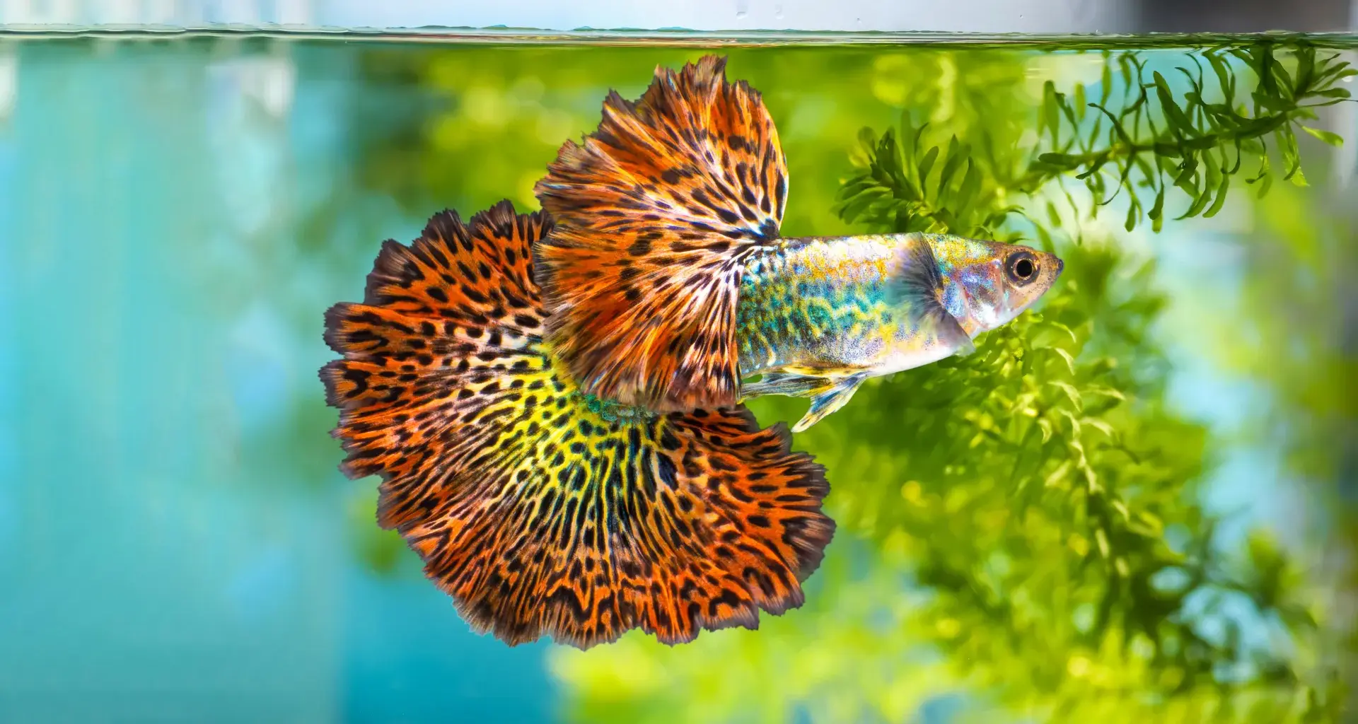 Brighter, bolder, hotter: Why female guppies can't resist orange