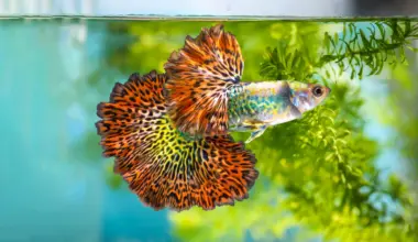 Brighter, bolder, hotter: Why female guppies can't resist orange