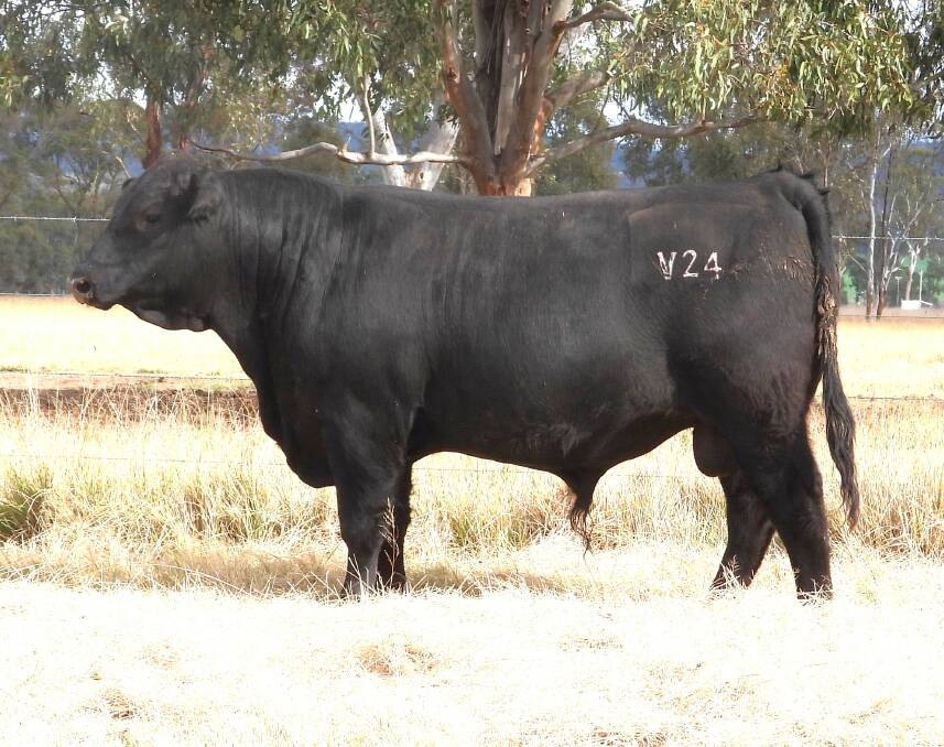 Lot 33, Broadwater Thedford V024 is the first of two bulls in the sale sired by the US$200,000 Hoffman Thedford and flushed from Millah Murrah Flower S140. Picture supplied