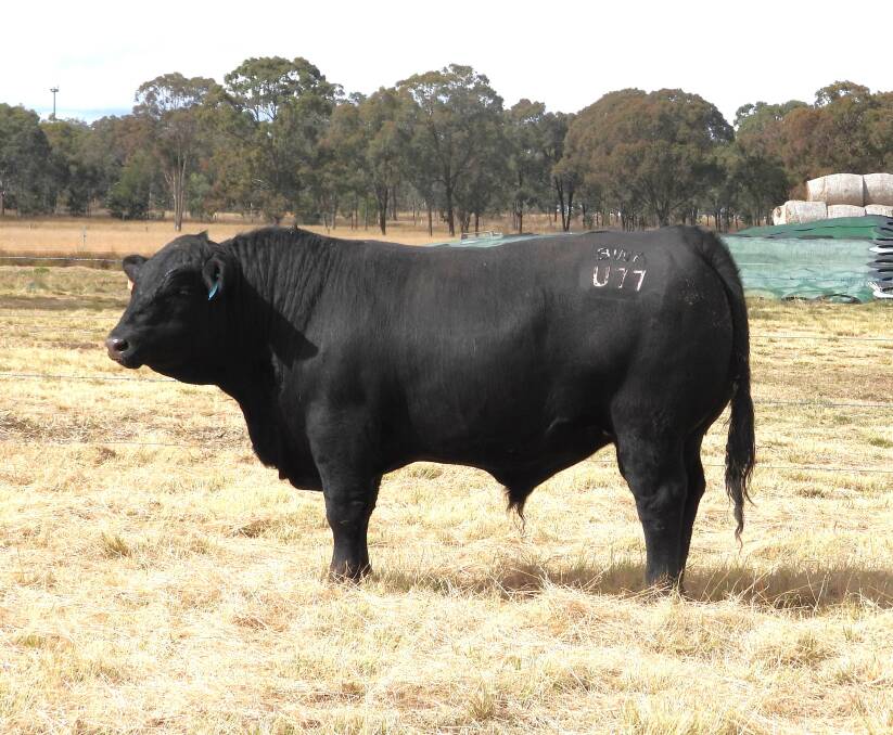 Lot 29 Broadwater Aviator U077 is typical of the high-indexing Texas Iceman sons offered today. Aviator has a low birthweight EBV of plus-1.6kg, with direct calving ease gains on offer, which indicates strong suitability for heifer joining. Picture supplied