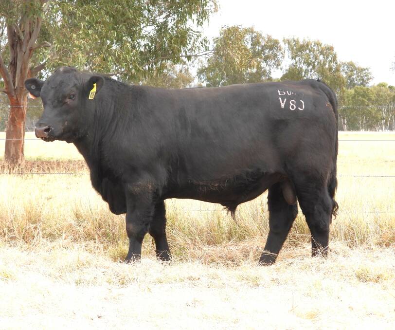 Lot 50, Broadwater Vancouver V080 (Alumy Creek Entice S089 x Ascot Brenda N303) exhibits four EBVs in the best 20 per cent of herd registrations and a further five in the top 10pc. Picture supplied