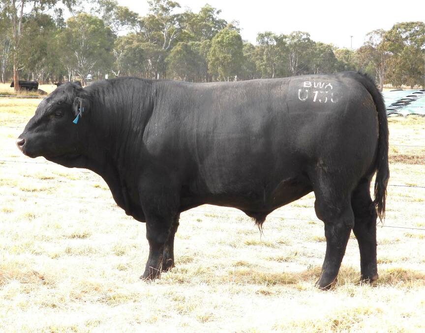 Lot 8, Broadwater Axeman U130, a Texas Iceman son, has a birthweight of 0.6kg and direct calving ease gains of 6.1, making him a true heifer joining option. Picture supplied