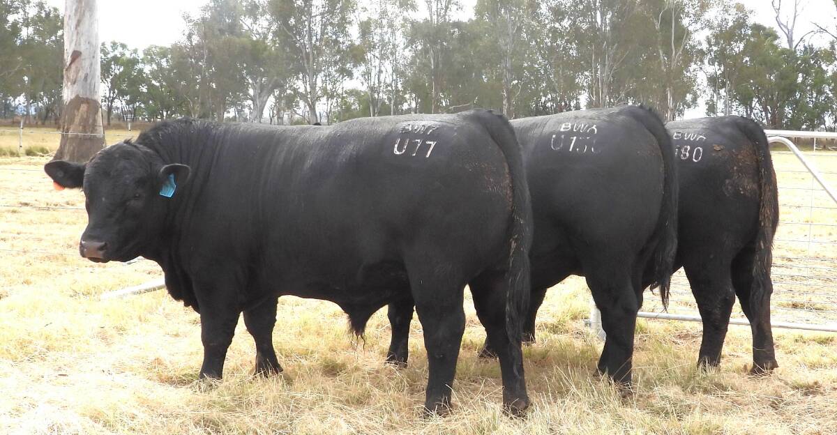 A trio of the low birthweight, carcase-improving, Texas Iceman sons catalogued for the fourth annual Broadwater Angus on-property bull sale to be held on Friday, September 5 from 1pm at Broadwater, Warwick. Picture supplied