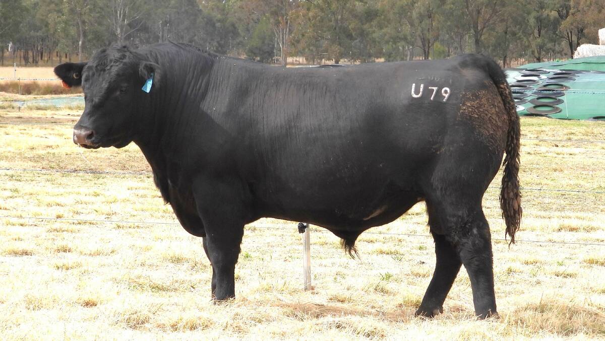 Lot 13, Broadwater Fort Laramie U079 (by Poss Deadwood through ET), has a 10.1 cm squared EMA measurement, and marbling of 4.6-plus. Picture supplied
