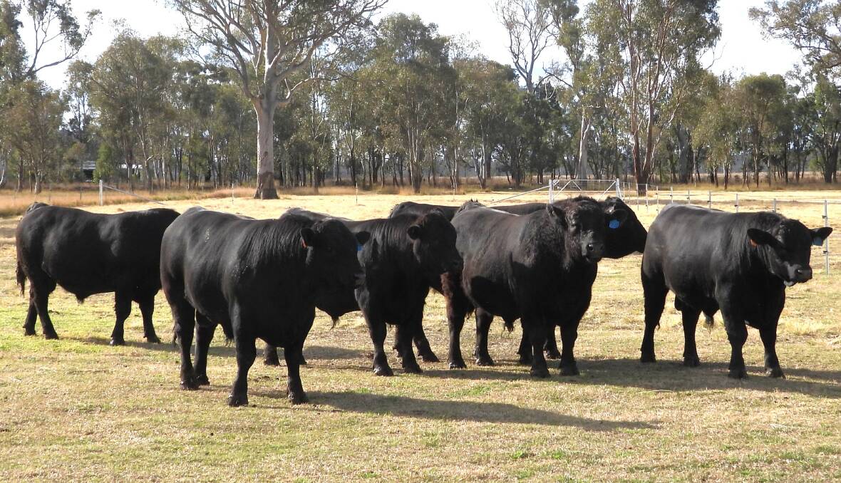 A selection of the 30 rising two-year-old bulls for the 2025 sale, which, along with all sale lots, can be viewed at the Broadwater open day on August 14. Picture supplied