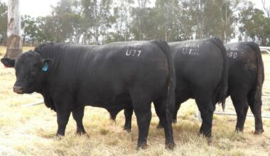 A trio of the low birthweight, carcase-improving, Texas Iceman sons catalogued for the fourth annual Broadwater Angus on-property bull sale to be held on Friday, September 5 from 1pm at Broadwater, Warwick. Picture supplied