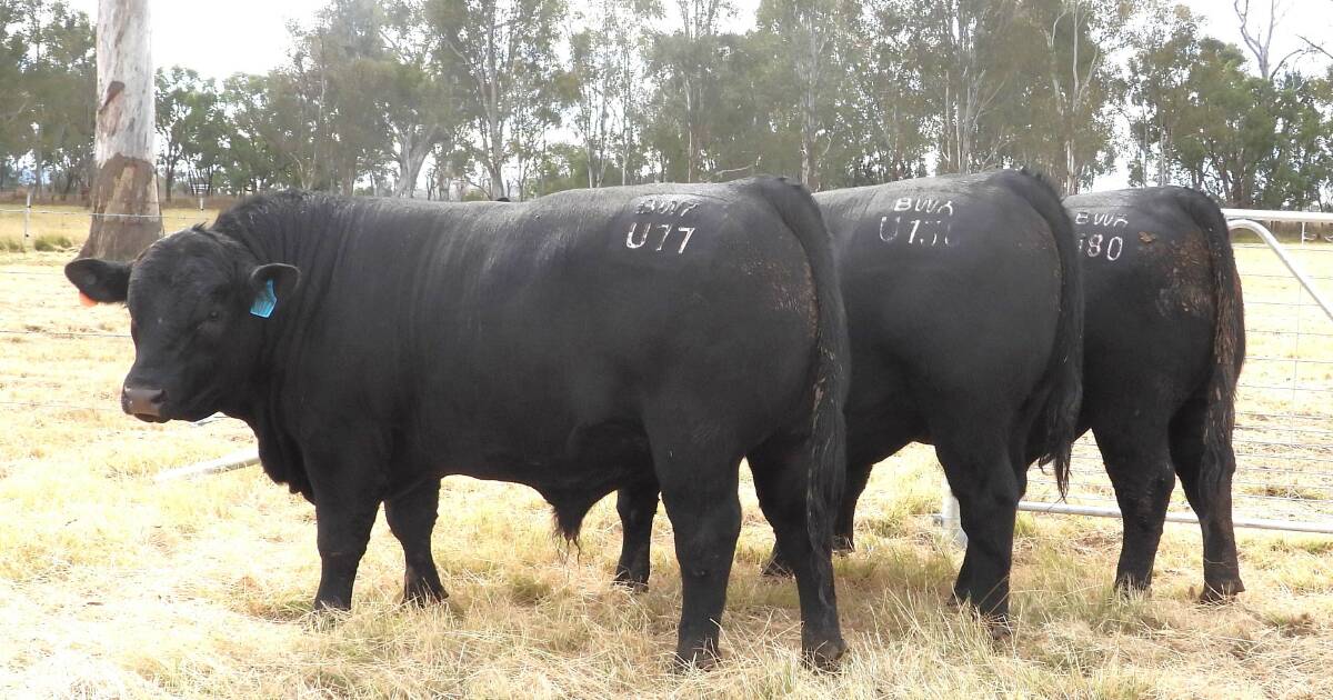 A trio of the low birthweight, carcase-improving, Texas Iceman sons catalogued for the fourth annual Broadwater Angus on-property bull sale to be held on Friday, September 5 from 1pm at Broadwater, Warwick. Picture supplied