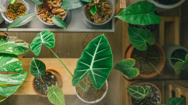 Why Some Plant Hybrids Develop Autoimmune Necrosis