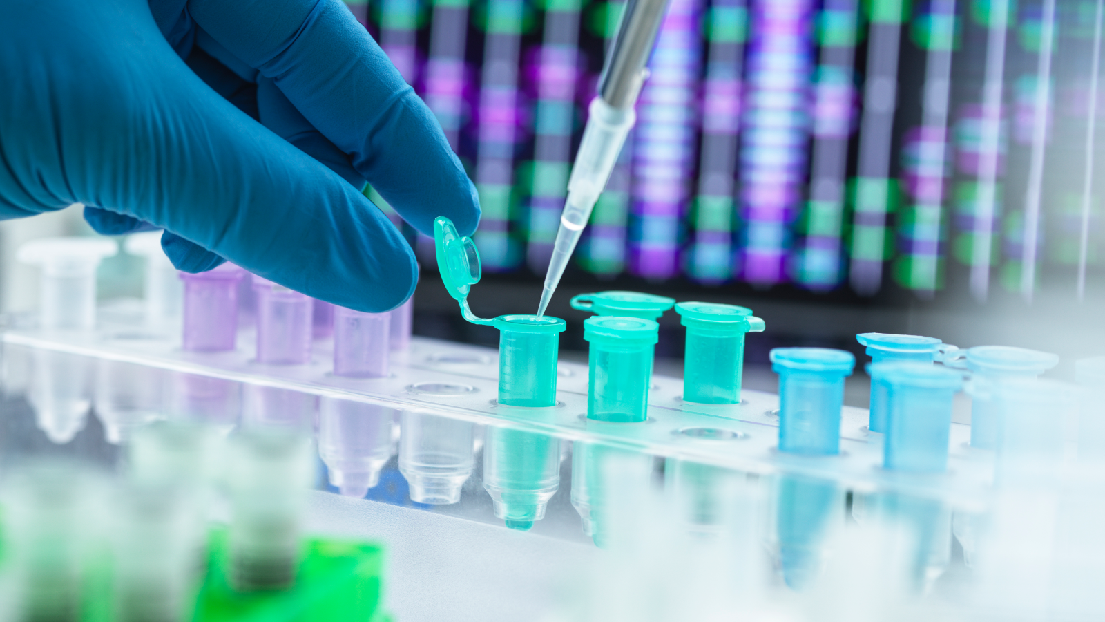 Close up on a scientist's gloved hands pipetting DNA samples into tubes lined up in a row