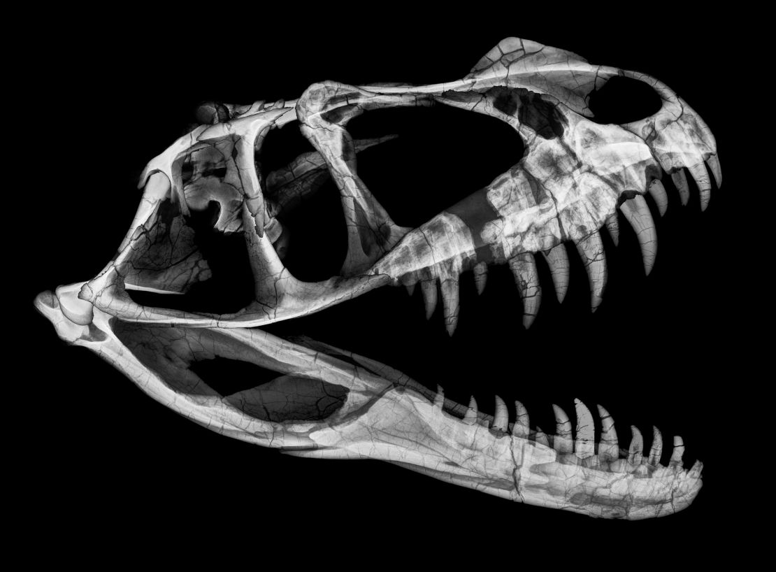 An X-ray of the Ceratosaurus' head