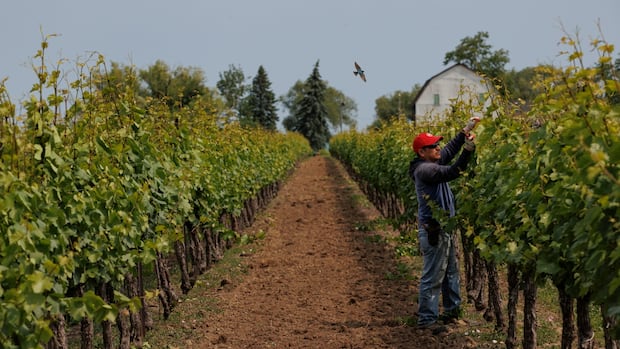 Canada added 83,000 jobs in June, sending unemployment down slightly