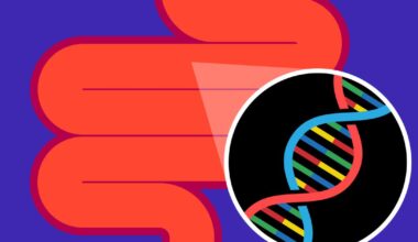 A link between gut bacteria and genes in colitis flare-ups