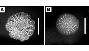 Ironing out the details: what causes a biofilm to wrinkle?